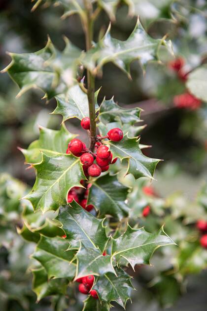 El acebo es considerado un símbolo de protección espiritual