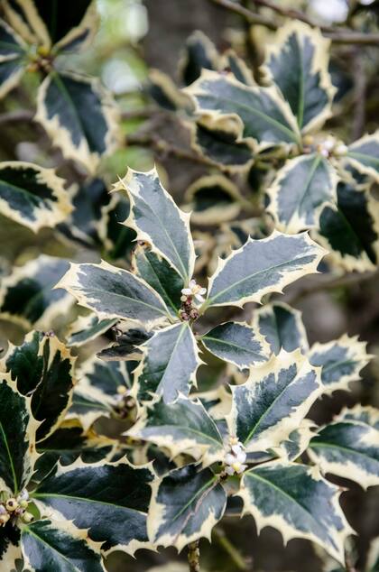 El acebo o muérdago, conocido científicamente como Ilex aquifolium, se utiliza desde hace siglos en las celebraciones de fin de año