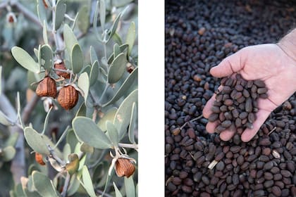 El aceite de jojoba es un emoliente natural que imita los aceites naturales de la piel, proporcionando hidratación profunda, equilibrio y protección contra el envejecimiento prematuro