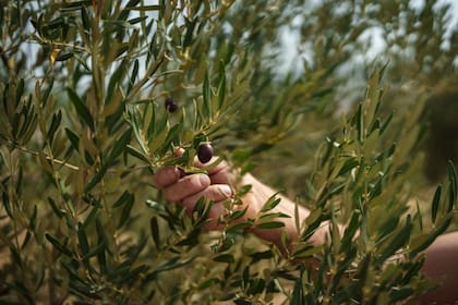 El aceite de oliva, que se obtiene triturando aceitunas y separando el aceite de su pulpa, tiene fama de ser el más saludable de los aceites vegetales