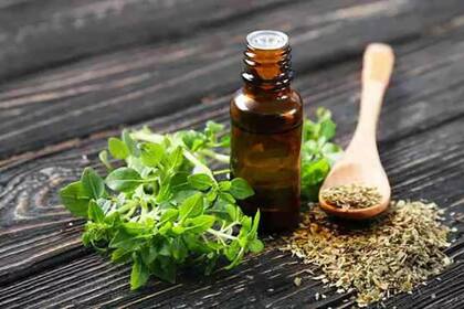 El aceite de orégano tiene importantes beneficios para la salud