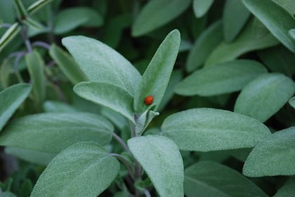 El aceite de salvia es antiséptico, de manera que se puede aplicar en las heridas para facilitar la curación