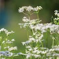 La planta que casi nadie cultiva y terminó dentro de uno de los perfumes más famosos del mundo