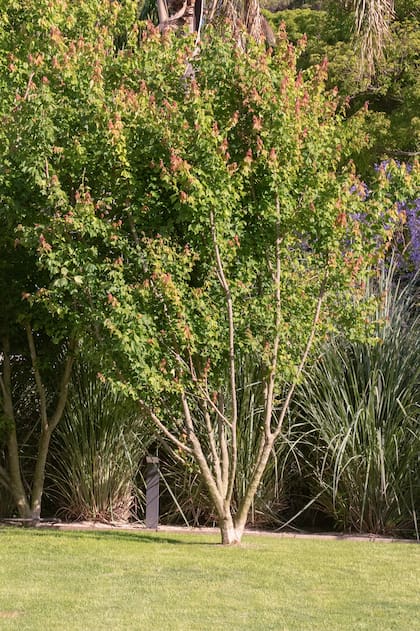 El Acer buergerianum es de la familia de las sapindánceas y se caracteriza por el color de su follaje en otoño.