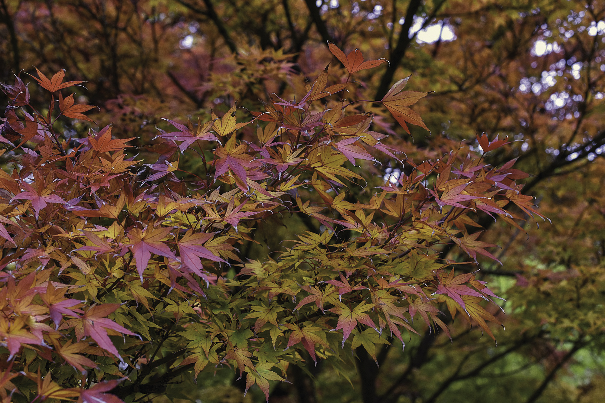 El Acer palmatum renovando su follaje, que puede lucirse también en maceta