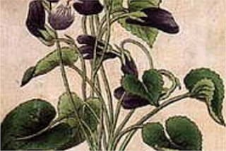 El acertijo visual donde se deben detectar las caras ocultas en menos de diez segundos