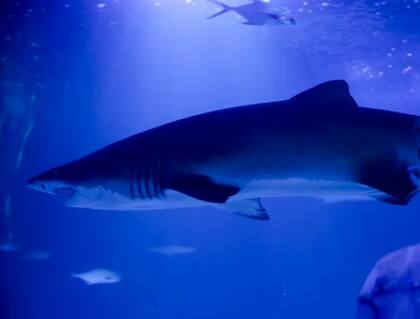 El acetaminofén y el diclofenaco fueron detectados en tres ejemplares cada uno