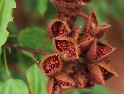 El achiote tiene propiedades antioxidantes y antiinflamatorias