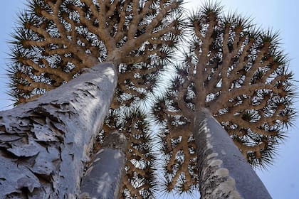 Los dragos de Socotra, árboles centenarios con forma de paraguas que se alinean en las escarpadas cumbres de la isla yemení que lleva su nombre, son un símbolo de la biodiversidad, pero también una sombría advertencia de la crisis medioambiental que la amenaza
