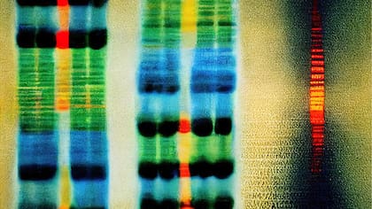 El ácido desoxirribonucleico (ADN) es la molécula que transporta información genética para el desarrollo y el funcionamiento del organismo.