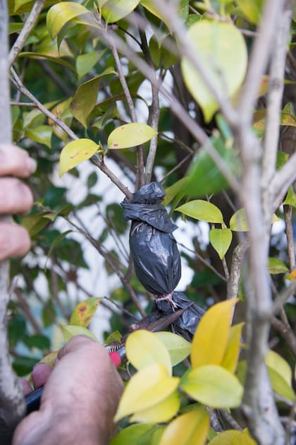 El acodo aéreo: raíces que nacen sin arrancar la rama de su madre