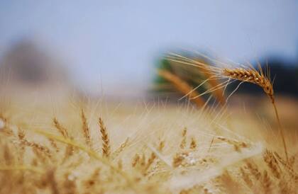 El acompañamiento de la oferta de agua en casi todo el país a los requerimientos hídricos del cultivo hizo que la mayoría de los lotes de trigo estén hoy de buenos a muy buenos, independientemente de las estrategias de manejo empleadas