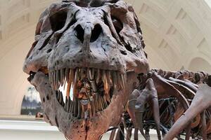 Desapareció el esqueleto de un T-Rex y sospechan de un conocido actor de Hollywood