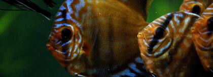 El acuario es una de las grandes novedades este año con más de 50 especies