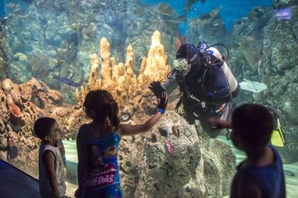 El acuario es uno de los espacios más visitados en este bioparque.