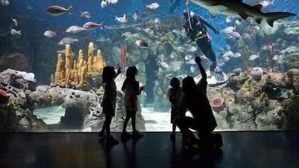 El acuario es uno de los puntos más convocantes de Temaikèn (al que es posible acceder con 2x1 de la mano de Club)