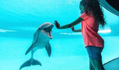 El Acuario Estatal de Texas tiene planificada una operación para proteger a los animales cuando comience la demolición del puente