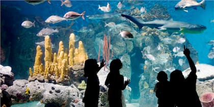 El acuario, otro de los puntos favoritos en la visita a Temaikèn.