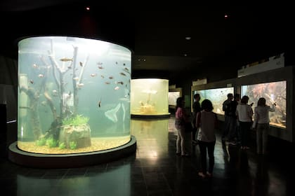 El acuario se puede visitar seis días a la semana ya que los lunes, o primer día posterior a un feriado, cierra para hacer mantenimiento