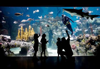 El acuario, uno de los grandes atractivos de Temaikèn.