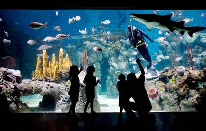 El acuario, uno de los puntos preferidos en la visita a Temaikèn.