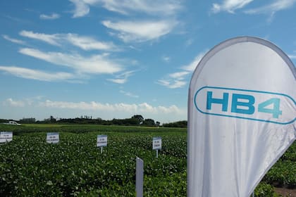 La firma también desarrolló la soja HB4