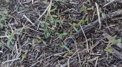 El adelanto en los nacimientos del yuyo colorado parece estar asociado a las condiciones climáticas del invierno