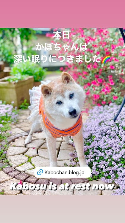 El adiós de su dueña a Kabosu, la perrita shiba inu que se hizo famosa en todo el mundo