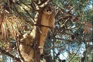 Sorpresa: apareció un puma arriba de un árbol en Monte Hermoso