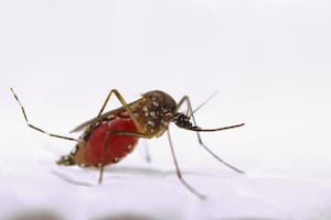Reportaron la muerte de un chico de seis años por dengue