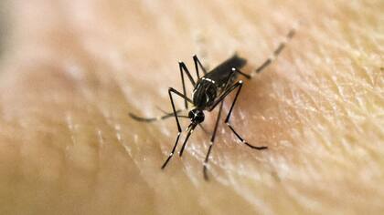 El Aedes Aegypti, una de las especies más mortales. AFP PHOTO/LUIS ROBAYO