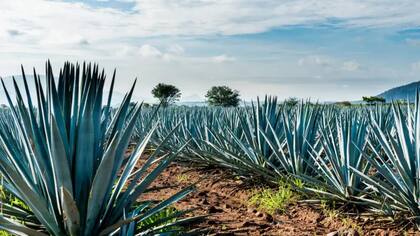 El agave es fundamental para la elaboración del tequila