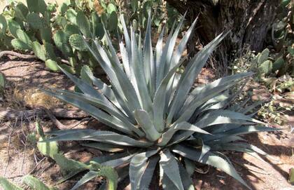 El agave es la planta de la que elabora el tequila