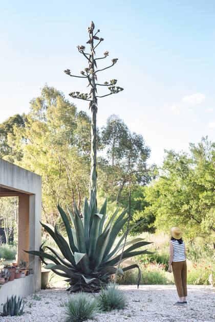El Agave salmiana var. ferox alcanza hasta el 1,8 m de altura. Forma una roseta de 20-30 hojas enormes de verde oscuro o grisáceo.