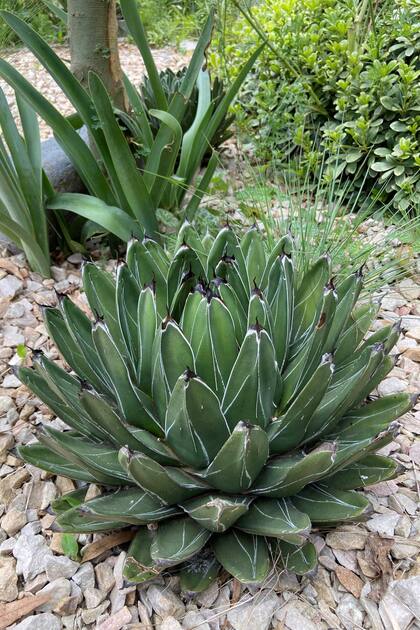 El Agave victoria-reginae forma una roseta perfecta, ideal para bordes soleados.