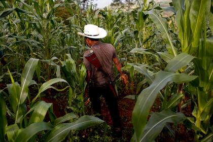 El agricultor de amapola Francisco Santiago Clemente camina en un campo de maíz en Yucucani