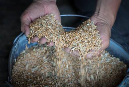 El agricultor Serhiy muestra grano en su silo en la aldea de Ptyche, en la región oriental de Donetsk, Ucrania, el 12 de junio de 2022. (AP Foto/Efrem Lukatsky)