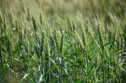 El agro es uno de los sectores más dinámicos