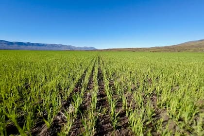 El agro requiere más inversiones