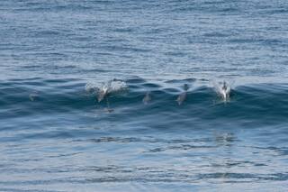 Espectáculo en Las Grutas: delfines y lobos marinos se acercaron a la costa