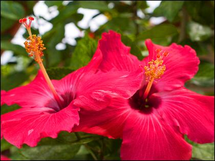 El agua de jamaica proviene del Hibiscus o Flor de Jamaica