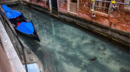 La falta de movimiento en los canales de Venecia hicieron que el agua se volviera transparente y que los peces volvieran a nadar en ellos