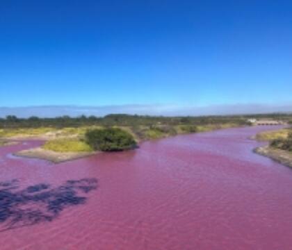 El agua del estanque del Refugio Nacional de Vida Silvestre Kealia Pond se puso de color rosa