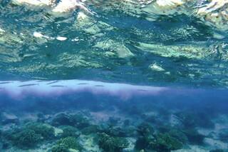 El agua detectada en un cometa es muy terrestre
