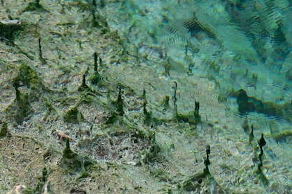 El agua es cristalina y muy limpia.