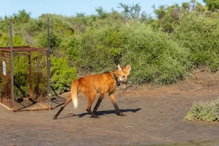 Científicos colocaron un collar satelital para hacer el seguimiento de un aguará guazú en un parque nacional