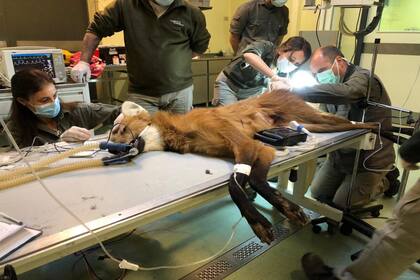 El aguará guazú es autóctono del continente sudamericano