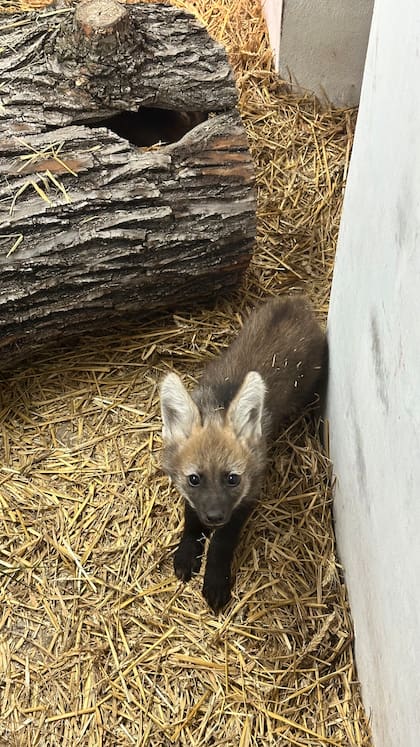 El aguará guazú es el canino más grande de Sudamérica y cumple un rol fundamental en los ecosistemas (Foto: Fundación Temaikén)