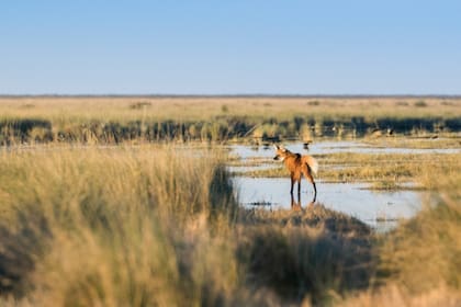 El aguará guazú es una de las especies protegidas del nuevo Parque Nacional.