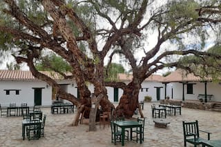Aguaribay, molle o pimentero, los nombres de un árbol histórico